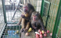 Giải cứu thành công hai con khỉ quý hiếm