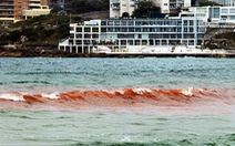 Úc: du khách sốc vì nước biển bỗng đỏ như máu
