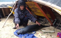 Quảng Bình: 2 con cá voi dạt vào bờ
