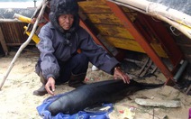 Cá voi con dạt vào bờ biển Quảng Bình đã chết
