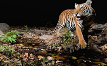 Cuối năm 2012: số lượng hổ dần phục hồi