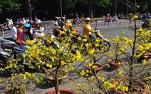 Hoa kiểng Sài Gòn "héo úa" chiều cuối năm