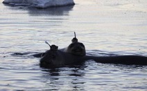 Hải cẩu voi giúp nghiên cứu đáy Nam cực