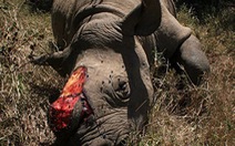 Đề xuất cho buôn sừng để bảo vệ tê giác