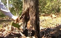 Điều tra vụ rừng giá tỵ bị tàn phá