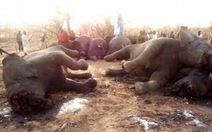 Cameroon: nhức nhối tệ nạn săn trộm voi rừng
