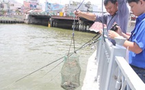 Xem xét thả cá vào kênh Nhiêu Lộc - Tàu Hủ