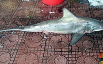 Bắt được cá mập trắng nặng 60kg tại biển Quy Nhơn