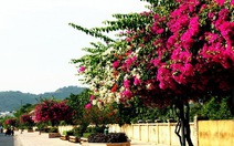 Hoa trên phố Nha Trang quyến rũ du khách
