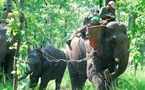 Đã bắt được voi rừng bị thương ở Đắk Lắk