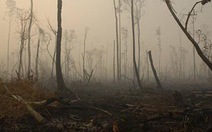 Indonesia gia hạn lệnh cấm khai thác gỗ để bảo vệ rừng