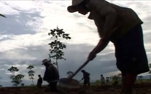 Bầu Đức: Trồng cao su từ đất rừng buộc phải khai hoang, chặt cây