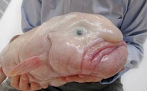 Cá blobfish: loài vật "xấu xí" nhất Trái đất