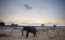Thêm 81 con voi bị đầu độc tại vườn quốc gia Zimbabwe