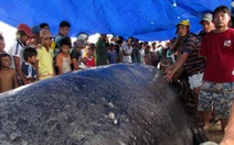 Sóc Trăng: Cá voi 10 tấn bị mắc cạn đã chết