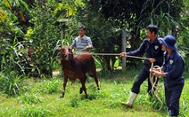 Tặng bò giống cho hộ khó khăn