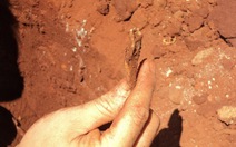 Đào hố trồng cây xanh, phát hiện hai bộ xương người
