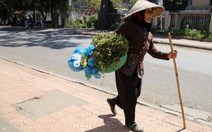 Bà Thắng mê trồng rau