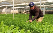Hơn 2.000 hecta hoa cho thị trường Tết Nguyên đán