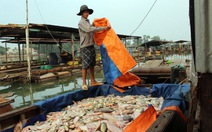 Đồng Nai: sông ô nhiễm, cá chết hàng chục tấn