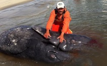 Phát hiện cặp cá voi dính liền nhau ở Mexico