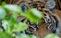 Ấn Độ: hổ trong vườn quốc gia vồ chết 4 người