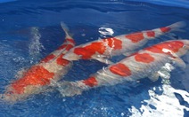 Cá chép Nhật Koishow vẫy vùng hội thi