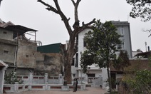Hà Nội mất thêm 3 cây di sản 700 tuổi