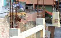 Clip một con báo gây náo loạn đường phố Ấn Độ