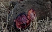 Hãy chấm dứt dùng sừng tê giác ở Việt Nam!