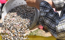 Ngư dân tỉnh Quảng Ngãi được mùa ốc gạo