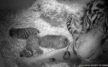 Hổ Sumatra sinh 3 con hiếm thấy