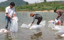 Quảng Ngãi, Quảng Nam thả cá, tôm giống tái tạo