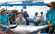 Ngư dân Phú Yên lại được mùa cá ngừ đại dương