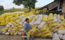 Nông dân không hưởng lợi từ việc trúng thầu gạo