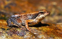 Tìm thấy 14 loài ếch "nhảy múa" mới ở Ấn Độ