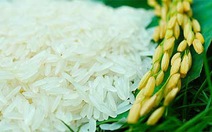 Gạo sạch Hoa Lúa góp phần hạn chế bệnh hiểm nghèo