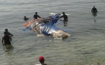Xác cá voi dài 2m trôi dạt vào bờ biển Lý Sơn