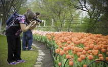 Rực rỡ hội hoa tulip Canada