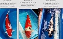 Cá Koi "khủng" của Việt Nam đạt giải nhất tại Malaysia