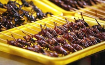 Cách chế biến an toàn các loại côn trùng làm thức ăn
