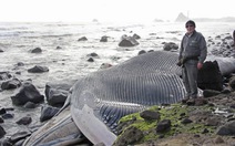 Cá voi xanh - sinh vật lớn nhất Trái đất chết dạt vào biển New Zealand