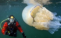 "Chạm trán" sứa khổng lồ nặng 35k