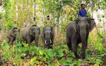 Bảo tồn voi ở Đắk Lắk vẫn còn nhiều bất cập