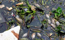 Dầm mưa vớt cá chết trắng kênh Nhiêu Lộc - Thị Nghè