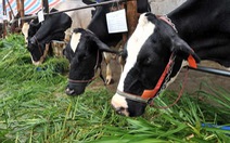 Tiềm năng từ chăn nuôi bò sữa