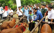 ​Chủ tịch nước tặng bò giống giúp người nghèo biên giới