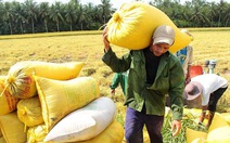 ​Lúa được giá nhờ thị trường nội địa
