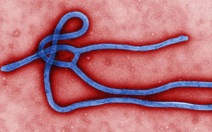 ​Virút Ebola đang biến thể, trở nên "khó điều trị"