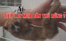 ​Ai tiếp tay mua bán thú rừng?